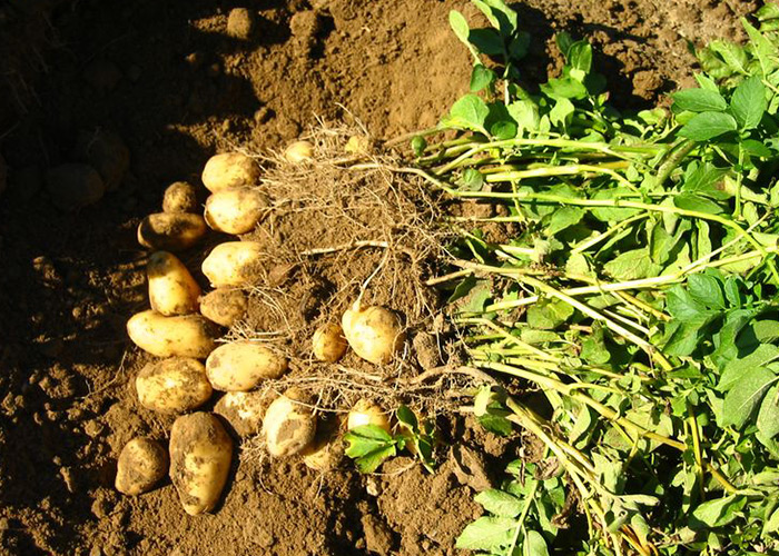 Potatoes unearthed