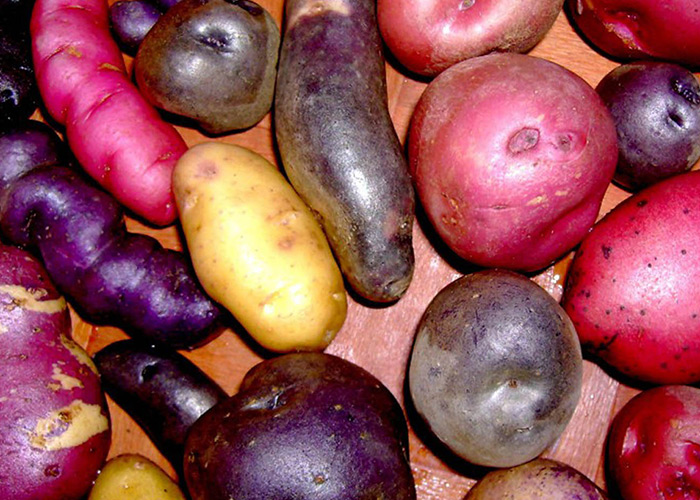 A bunch of different varieties of potatoes